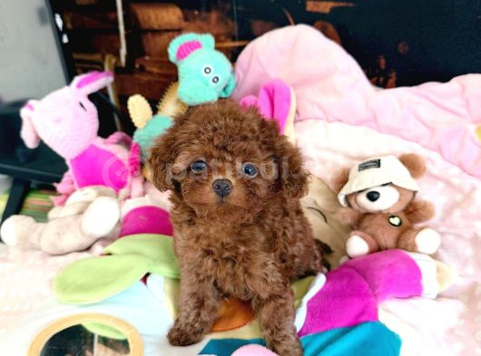 Toy Poodle Sevi̇mli̇ Yavrular Ev Üreti̇mi̇