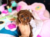 Toy Poodle Sevi̇mli̇ Yavrular Ev Üreti̇mi̇