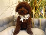 Toy Poodle Sevi̇mli̇ Yavrular Ev Üreti̇mi̇