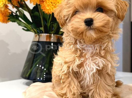 Toy Poodle Sevi̇mli̇ Yavrular Ev Üreti̇mi̇