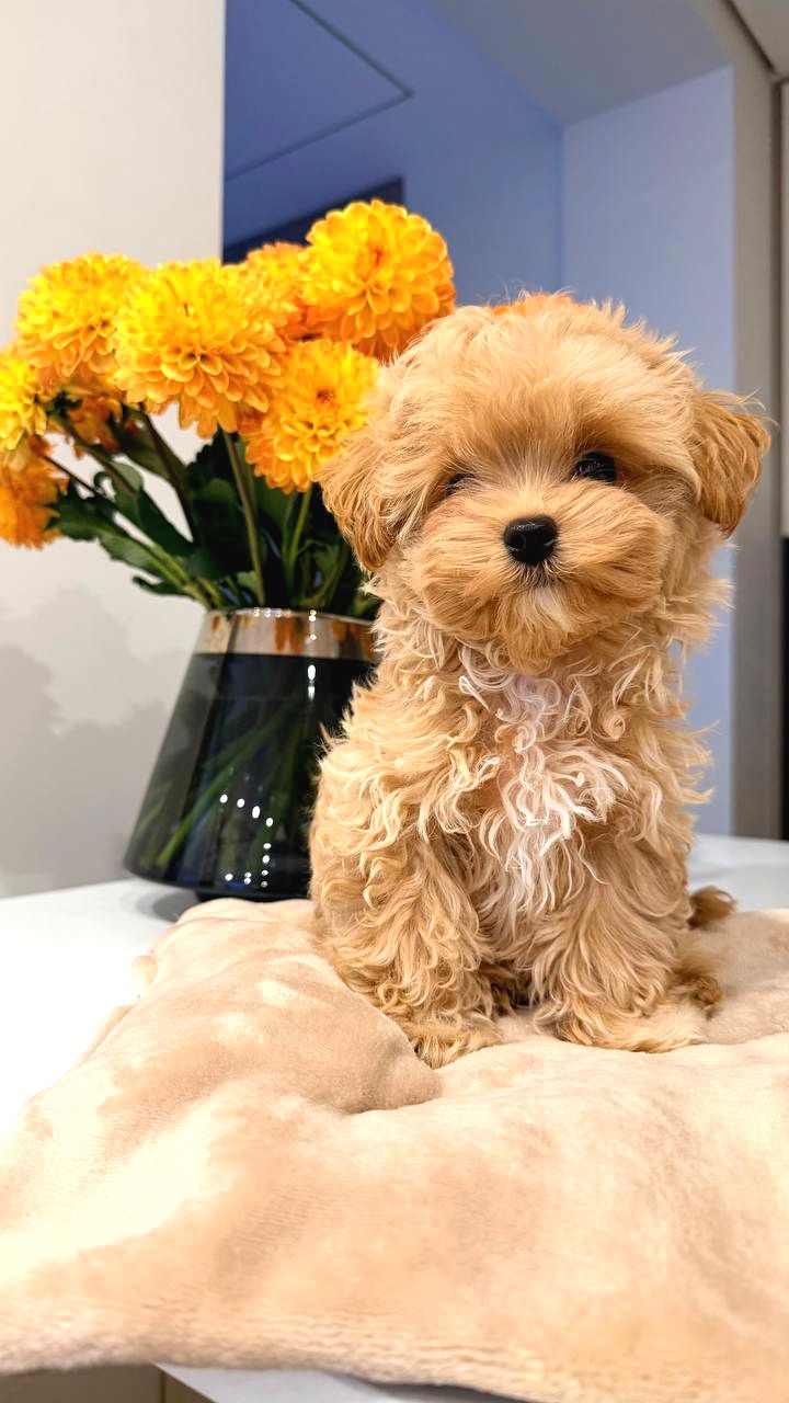 Toy Poodle Sevİmlİ Yavrular Ev Üretİmİ
