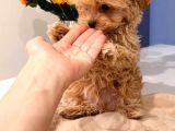 Toy Poodle Sevi̇mli̇ Yavrular Ev Üreti̇mi̇