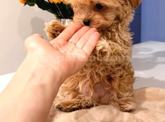 Toy Poodle Sevi̇mli̇ Yavrular Ev Üreti̇mi̇ görsel