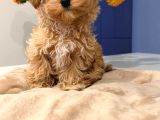 Toy Poodle Sevi̇mli̇ Yavrular Ev Üreti̇mi̇