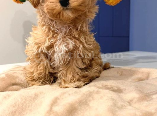 Toy Poodle Sevi̇mli̇ Yavrular Ev Üreti̇mi̇ görsel