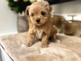 Malti̇poo Ci̇nsi̇ Yavrular Ev Üreti̇mi̇