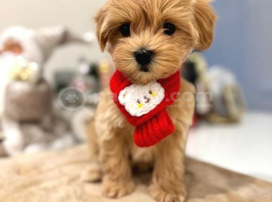 Malti̇poo Ci̇nsi̇ Yavrular Ev Üreti̇mi̇ görsel