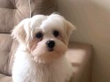 Maltese Terri̇er Ci̇nsi̇ Yavrular