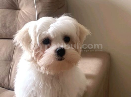Maltese Terri̇er Ci̇nsi̇ Yavrular görsel