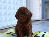 Red Brown En Özel Renk Toy Poodle Yavrularimiz