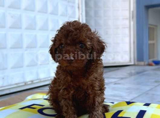Red Brown En Özel Renk Toy Poodle Yavrularimiz görsel