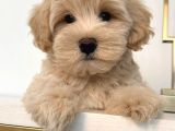 Malti̇poo Ci̇nsi̇ Yavrular Ev Üreti̇mi̇