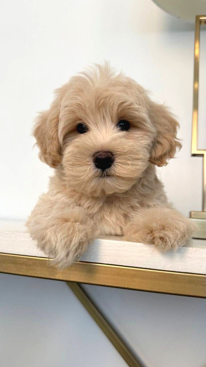 Maltİpoo Cİnsİ Yavrular Ev Üretİmİ