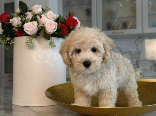 Malti̇poo Ci̇nsi̇ Yavrular Ev Üreti̇mi̇ görsel
