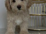 Malti̇poo Ci̇nsi̇ Yavrular Ev Üreti̇mi̇