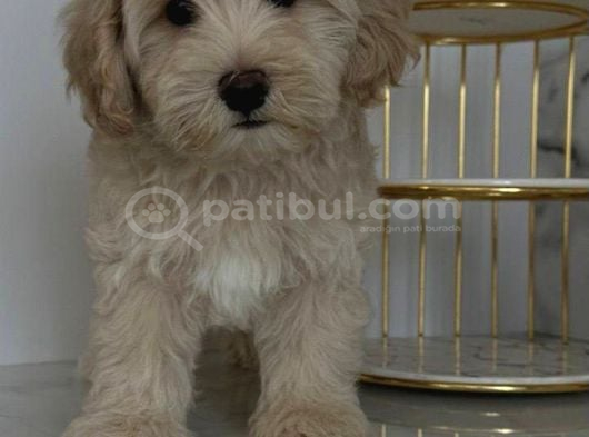 Malti̇poo Ci̇nsi̇ Yavrular Ev Üreti̇mi̇ görsel