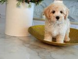 Malti̇poo Ci̇nsi̇ Yavrular Ev Üreti̇mi̇