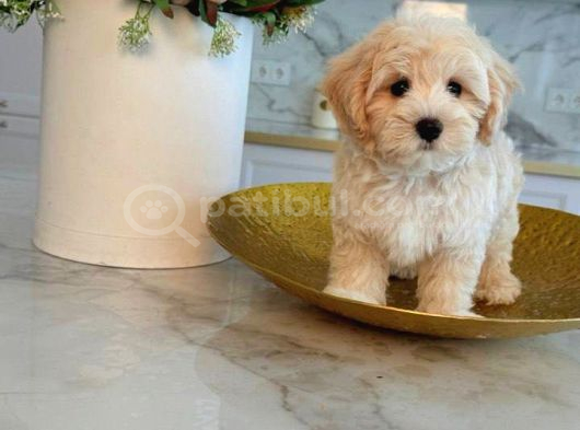 Malti̇poo Ci̇nsi̇ Yavrular Ev Üreti̇mi̇ görsel
