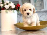Malti̇poo Ci̇nsi̇ Yavrular Ev Üreti̇mi̇