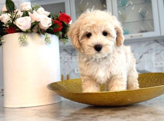 Malti̇poo Ci̇nsi̇ Yavrular Ev Üreti̇mi̇
