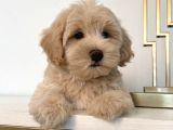 Malti̇poo Ci̇nsi̇ Yavrular Ev Üreti̇mi̇