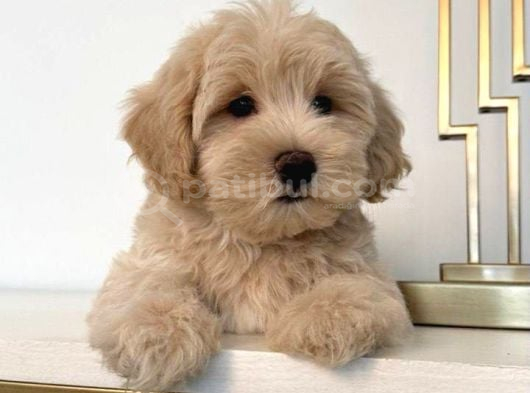 Malti̇poo Ci̇nsi̇ Yavrular Ev Üreti̇mi̇