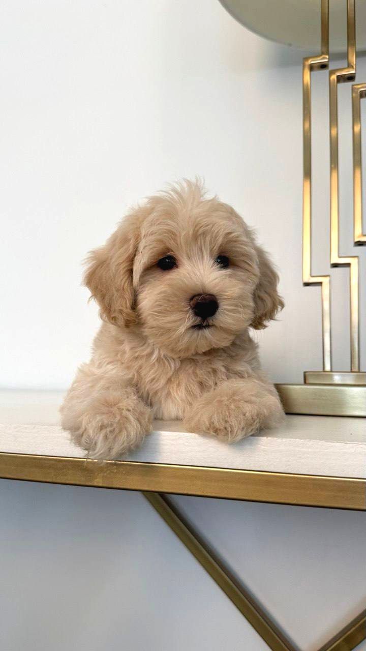 Maltİpoo Cİnsİ Yavrular Ev Üretİmİ