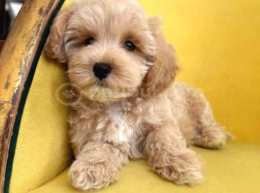 Malti̇poo Ci̇nsi̇ Yavrular Ev Üreti̇mi̇ görsel