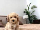 Malti̇poo Ci̇nsi̇ Yavrular Ev Üreti̇mi̇