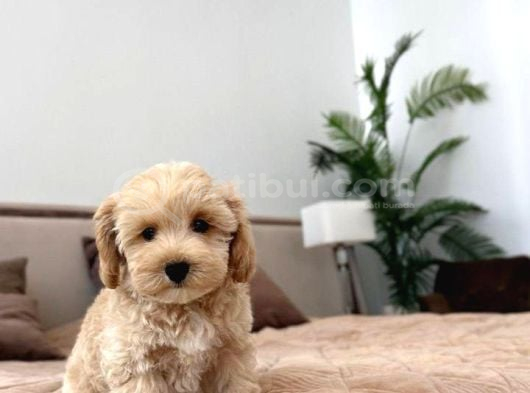 Malti̇poo Ci̇nsi̇ Yavrular Ev Üreti̇mi̇ görsel