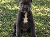Anatomi Harikası Irk Garantili Cane Corso Yavrular