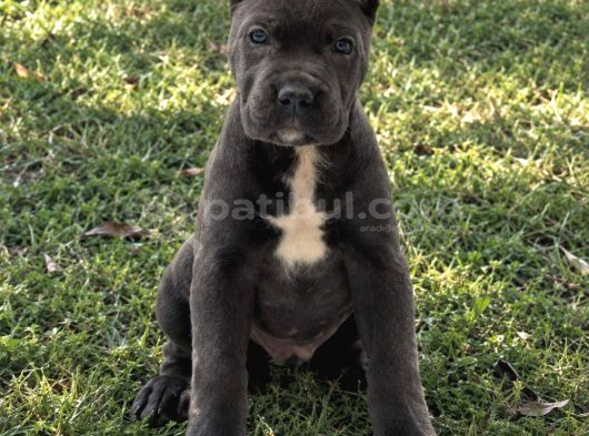 Anatomi Harikası Irk Garantili Cane Corso Yavrular görsel