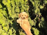 Malti̇poo Bebekleri̇m