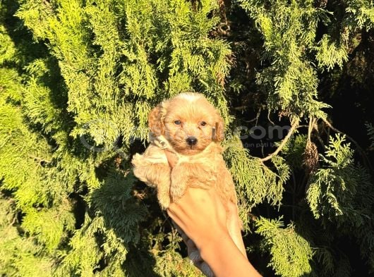 Malti̇poo Bebekleri̇m görsel