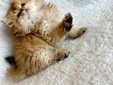 Irkının En İyisi Aslan Baş Blh Golden Longhair