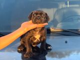 Kocsa Kafa Cane Corso Yavrularim