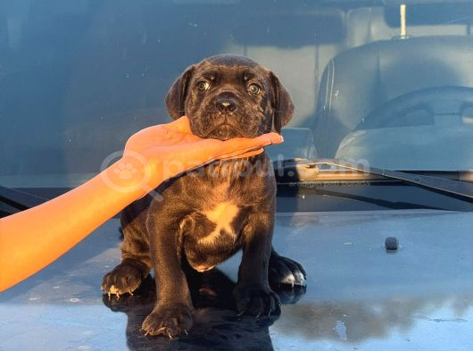 Kocsa Kafa Cane Corso Yavrularim görsel
