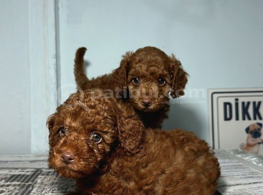 En Özel Renk Red Brown Toy Poodle Yavrularimiz görsel