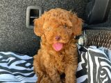 Özel Üreti̇m Renkli̇ Göz Pembe Burun Toy Poodle Yavrularimiz