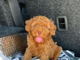 Özel Üreti̇m Renkli̇ Göz Pembe Burun Toy Poodle Yavrularimiz