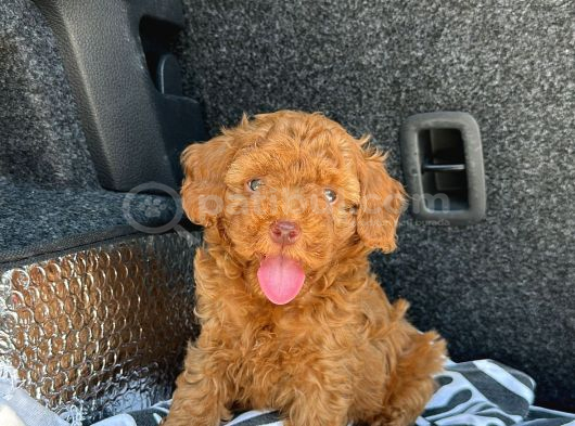 Özel Üreti̇m Renkli̇ Göz Pembe Burun Toy Poodle Yavrularimiz görsel