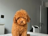 EV DOĞUMLU ORJİNAL TOY POODLE YAVRUMUZ