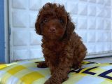 Red Brown En Özel Renk Toy Poodle Yavrularimiz