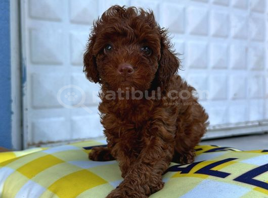 Red Brown En Özel Renk Toy Poodle Yavrularimiz görsel