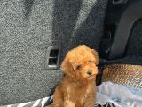 Ev Üreti̇mi̇ Poodle Yavrularimiz Ömürlük Yuvasini Ariyor