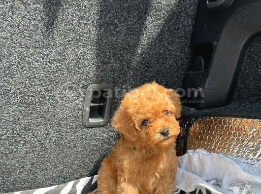 Ev Üreti̇mi̇ Poodle Yavrularimiz Ömürlük Yuvasini Ariyor görsel