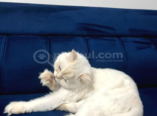 Ücretsi̇z Paşa İçin Ömürlük Sıcak Bir Yuva görsel