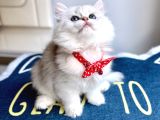 Kaliteli Silver-White Bebek
