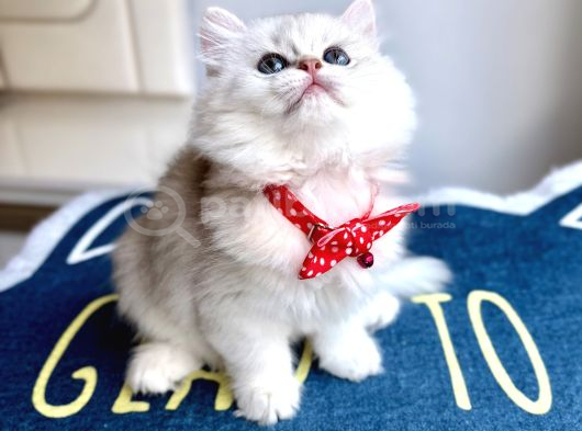 Kaliteli Silver-White Bebek