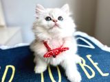 Kaliteli Silver-White Bebek